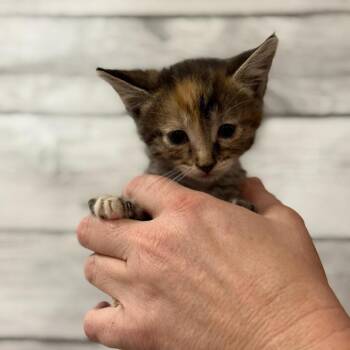 Rosie -  Domestic Short Hair Cat for Adoption in Fort Smith, Arkansas - Rosie | PetCurious