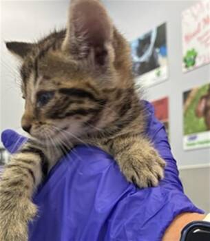 A138325 -  Domestic Short Hair Cat for Adoption in Palmetto, Florida - A138325 | PetCurious