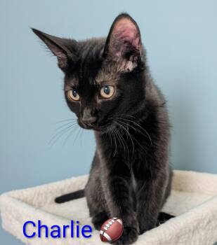 Charlie -  Domestic Short Hair Cat for Adoption in Las Vegas, Nevada - Charlie | PetCurious