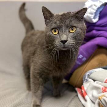 Domestic Short Hair Cats Available for Adoption - Sweet Leaf *Meet Me At Richfield Petsmart* | PetCurious