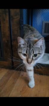 Daphne -  Tabby Cat for Adoption in Kennewick, Washington - Daphne | PetCurious