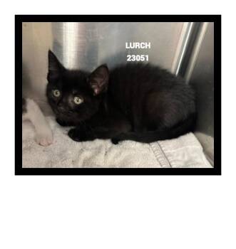LURCH -  Domestic Short Hair Cat for Adoption in Marietta, Georgia - LURCH | PetCurious