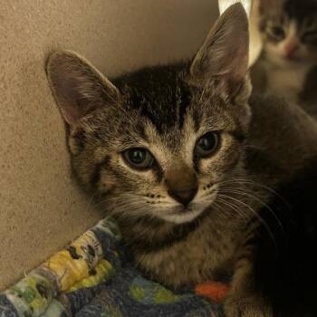Domestic Short Hair Cats Available for Adoption in Dublin, California - Charlotte | PetCurious
