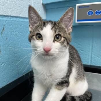 Bill -  Domestic Short Hair Cat for Adoption in Philadelphia, Pennsylvania - Bill | PetCurious