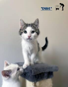 Duke -  Domestic Short Hair Cat for Adoption in Centerville, Utah - Duke | PetCurious
