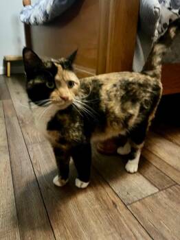 Domestic Short Hair Cats Available for Adoption in Johnson City, Tennessee - Molly | PetCurious