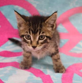 Pebbles -  Domestic Short Hair Cat for Adoption in Thief River Falls, Minnesota - Pebbles | PetCurious