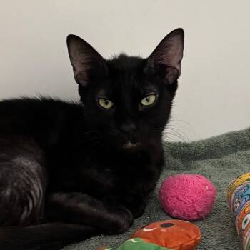 Domestic Short Hair Cats Available for Adoption in Naperville, Illinois - Maluna | PetCurious