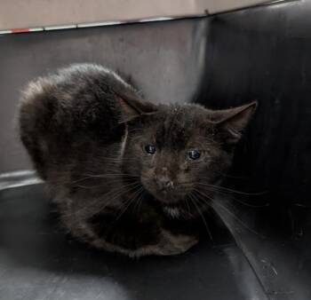 Monroe -  Domestic Short Hair Cat for Adoption in Des Moines, Iowa - Monroe | PetCurious