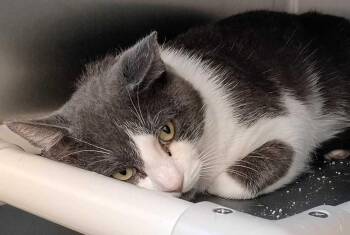 Algernon -  Domestic Short Hair Cat for Adoption in Bowling Green, Ohio - Algernon | PetCurious
