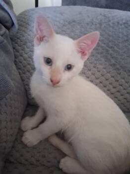 Washington -  Domestic Short Hair Cat for Adoption in Pocatello, Idaho - Washington | PetCurious