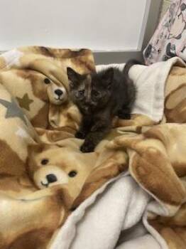 Lavender -  Tortoiseshell Cat for Adoption in Parlier, California - Lavender | PetCurious