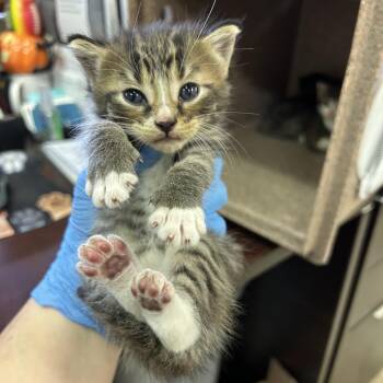 Skipper -  Domestic Short Hair Cat for Adoption in Birmingham, Alabama - Skipper | PetCurious