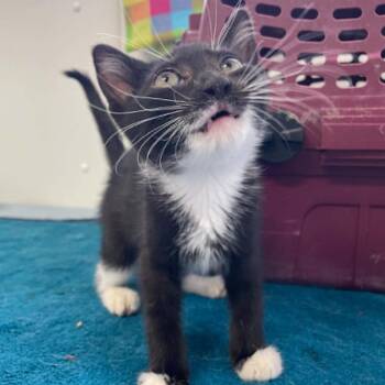 Pebbles -  Domestic Short Hair Cat for Adoption in St. Helena, California - Pebbles | PetCurious