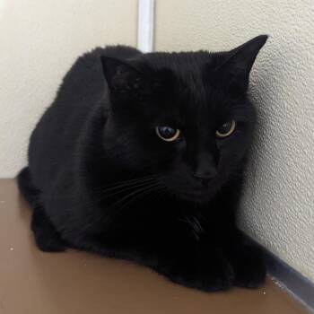Nash -  Domestic Short Hair Cat for Adoption in Jeffersonville, Indiana - Nash | PetCurious