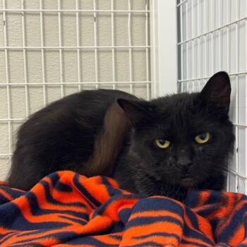 Lucille -  Domestic Medium Hair Cat for Adoption in Columbiana, Alabama - Lucille | PetCurious