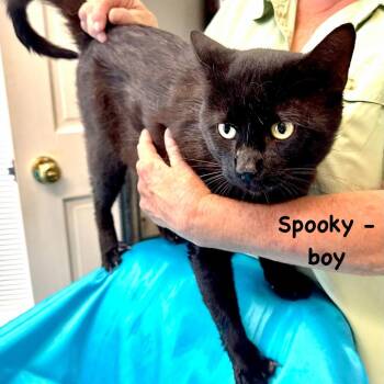 Spooky -s -  Domestic Short Hair Cat for Adoption in Sequatchie, Tennessee - Spooky -s | PetCurious
