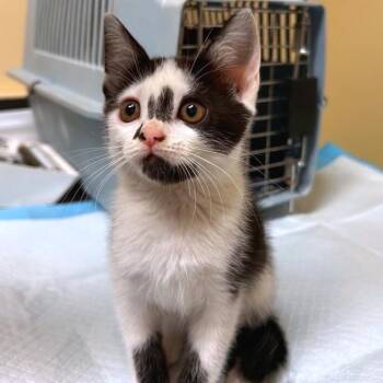 Green Tea -  Domestic Short Hair Cat for Adoption in Woodinville, Washington - Green Tea | PetCurious