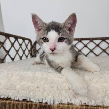 Burger -  Domestic Short Hair Cat for Adoption in Fort Wayne, Indiana - Burger | PetCurious