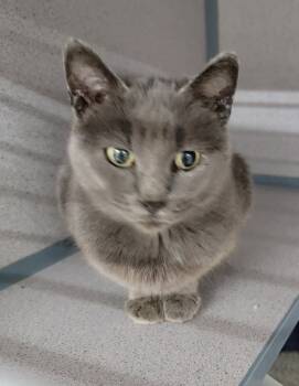 Rescue Domestic Short Hair Cats for Adoption in Medford, Wisconsin - Celeste | PetCurious