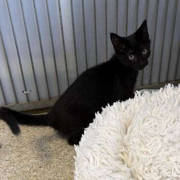 Moose -  Domestic Short Hair Cat for Adoption in Goleta, California - Moose | PetCurious
