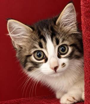Wyll 1454-26 -  Domestic Medium Hair and Domestic Short Hair Cat for Adoption in Cumming, Georgia - Wyll 1454-26 | PetCurious