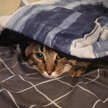 Domestic Short Hair Cats Available for Adoption - Chorizo | PetCurious