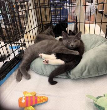 Princess Mononoke -  Domestic Short Hair Cat for Adoption - Princess Mononoke | PetCurious