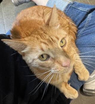Gabe -  Domestic Short Hair Cat for Adoption in Bellevue, Washington - Gabe | PetCurious
