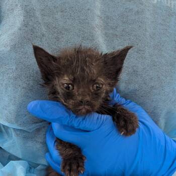 Strawberry -  Domestic Short Hair Cat for Adoption in Indianapolis, Indiana - Strawberry | PetCurious