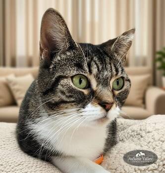 Domestic Short Hair Cats Available for Adoption - Nora | PetCurious