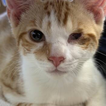 Niko -  American Shorthair Cat for Adoption - Niko | PetCurious