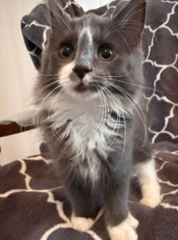 Rescue Domestic Long Hair Cats for Adoption - Margo | PetCurious