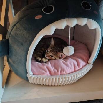 Oolong -  Domestic Short Hair Cat for Adoption - Oolong | PetCurious