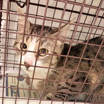 Domestic Short Hair Cats Available for Adoption in Philadelphia, Pennsylvania - Lenovo | PetCurious