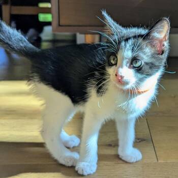 Domestic Short Hair Cats Available for Adoption in Houston, Texas - Sal | PetCurious