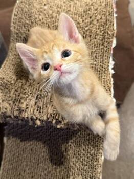 Gnome -  Domestic Short Hair Cat for Adoption in Fort Collins, Colorado - Gnome | PetCurious