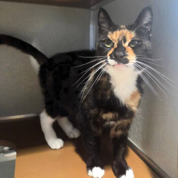 Rescue Domestic Short Hair Cats for Adoption in Chattanooga, Tennessee - Nyxie | PetCurious