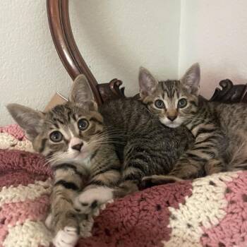 Minnie -  Domestic Short Hair Cat for Adoption in Temecula, California - Minnie | PetCurious