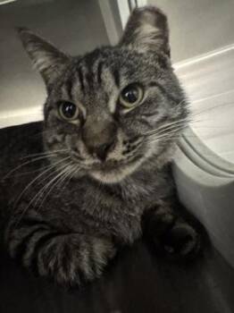 Domestic Short Hair Cats Available for Adoption in Fort Worth, Texas - Clovis | PetCurious