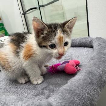 Natasha -  Domestic Short Hair Cat Available for Adoption in Fort Lauderdale, Florida - Natasha | PetCurious