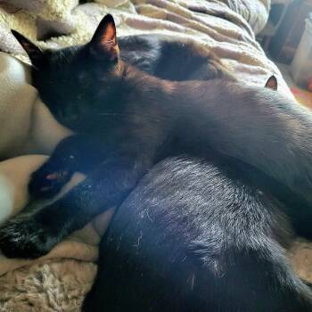 Chewy -  Domestic Short Hair Cat for Adoption in Los Angeles, California - Chewy | PetCurious