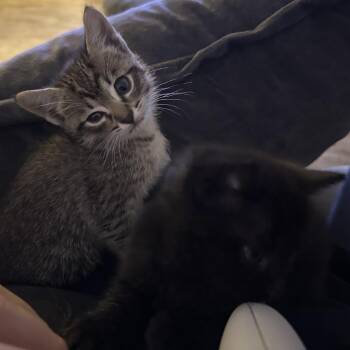 Banjo -  Domestic Short Hair Cat for Adoption in Tulsa, Oklahoma - Banjo | PetCurious