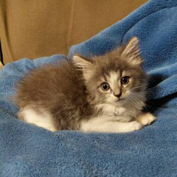 Little Lucy -  Domestic Long Hair Cat for Adoption in Mocksville, North Carolina - Little Lucy | PetCurious