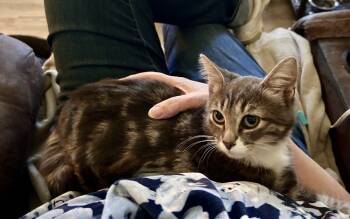 Rescue Domestic Short Hair Cats for Adoption in Moses Lake, Washington - Merlin | PetCurious