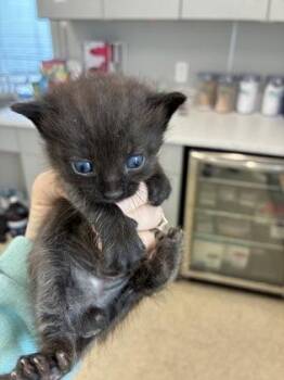 Onyx (grey) -  Domestic Short Hair Cat for Adoption in Lafayette, Indiana - Onyx (grey) | PetCurious