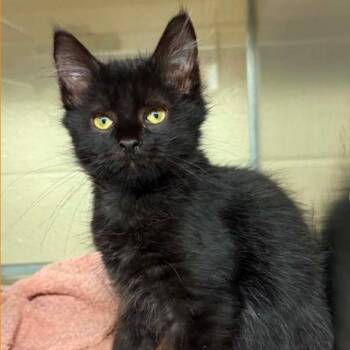 Fall -  Domestic Long Hair Cat for Adoption in Concord, North Carolina - Fall | PetCurious