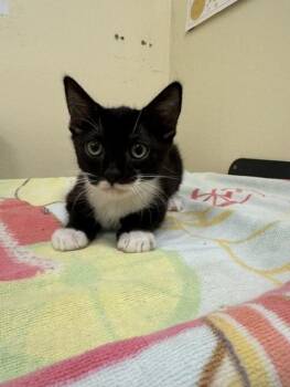 CHANEL -  Domestic Short Hair Cat for Adoption in Fremont, California - CHANEL | PetCurious