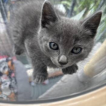 Nebelung Cats Available for Adoption in Costa Mesa, California - Caius | PetCurious