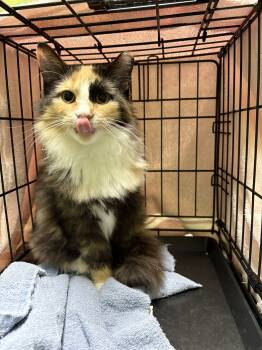 Rescue Domestic Short Hair and Calico Cats for Adoption in Dayton, Ohio - Cathy | PetCurious